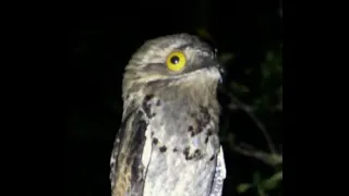 Urutaú (Nyctibius griseus) con audio de Pedro Rinaldi Bértiz