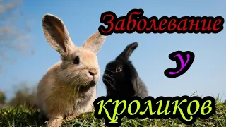 Ушной клещ у кроликов. Лечение и профилактика. #кролики#ушнойклещ#лечение#профилактика#клещ