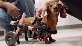 A Paralyzed Dachshund Gets a Pair of Wheels