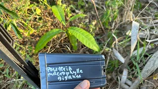 Pouteria macrophylla, Ilama | Amino Acids Plant Health | 4/24/24