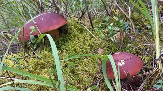 Грибы 🍄 Короли 👑 Боровые 🔥 Массовый выход Ура 🙌 Дождались / Визжала от Счастья / Полянами.