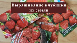 Выращивание клубники из семян