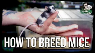 HOW TO BREED MICE