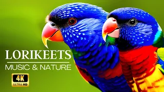 🌿🐦🌺 LORIKEETS | Relaxation Film | Music & Nature Sounds in 4k