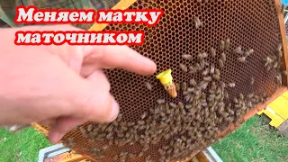 СМЕНА НЕПЛОДНОЙ СВИЩЕВОЙ МАТКИ, ВЫСТАВКА НУКЛЕУСОВ ДЛЯ ОБЛЁТА МАТОК