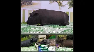 ЛЕЖАЧКИ И ДОМИКИ ДЛЯ СКИННИ - МОРСКИХ СВИНОК ( ПИТОМНИК "МАРИ МИСТИК" )