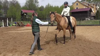 Заездка молодой лошади