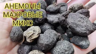 АНЕМОНЫ махровые Микс.