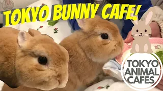 Tokyo Animal Cafes - the Tokyo Rabbit Cafe! How to find the bunny cafe, how much & what it’s like!