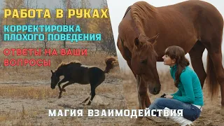 РЕШЕНИЕ поведенческих ПРОБЛЕМ лошадей в руках. ОТВЕТЫ на вопросы зрителей