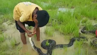 дети ловят змей