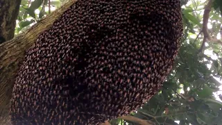 मधुमखियों के छत्ते की मंत्रमुग्ध लहरें | Beehive Makes Mesmerizing Defensive Wave #2minute