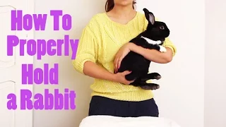 How to Properly Pick Up & Hold a Bunny