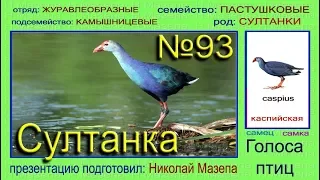 Султанка. Голоса птиц