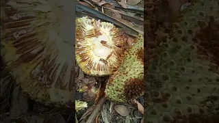 buah kelapa hutan makanan favorit milik orang papua pegunungan