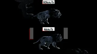 Lion Walk and Run Speed Comparison