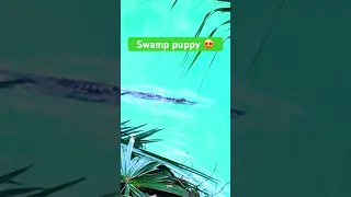 Gator Swims At Florida Springs (Real Swamp Puppy)
