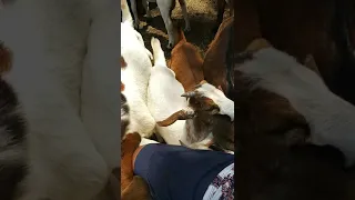 mis pequeñas cabras consentidas!!!