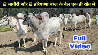 2 Haryana and 2 Nagori #OX in one Field 👍 Full official Video लाखों की कमाई करने वाले #किसान के #बैल