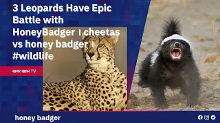 3 Leopards Have Epic Battle with HoneyBadger । cheetas vs honey badger । #wildlife @khabarkhastv