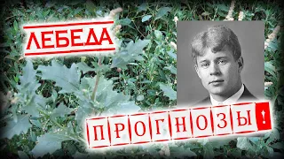 Прогнозы - Лебеда (стихи С.Есенина, демо)