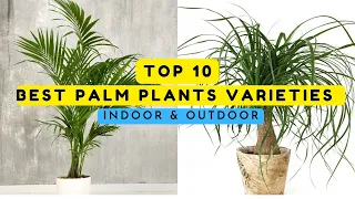 Top Best Palm Plants Varieties For Homes | roots and shoots