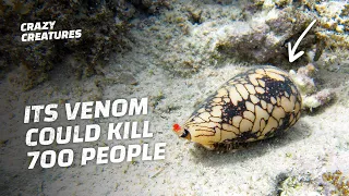 You Won’t Believe What the Most Venomous Animal in the World Is
