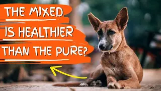 🐶¿Does the MIXED BREED DOG Have an Advantage Over the PURE BREED DOG?