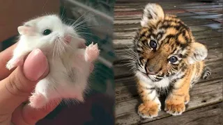 AWW Animals SOO Cute! Cute baby animals Videos Compilation cute moment of the animals #2