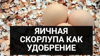 Яичная скорлупа  удобрение для огорода