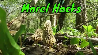 Morel Mushroom Hacks:  Tips and Tricks on finding tons of morels