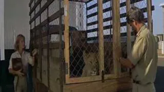 Born Free part 3 (1966)