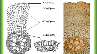 Вегетативные органы растений. Корень.