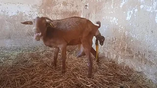 La cabra Reme de parto. 23 de febrero de 2021.