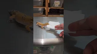Very Rare Gecko Behavior..