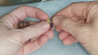 STEP BY STEP TUTORIAL on how to Harvest an AFRICAN VIOLET seed pod