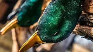 "Connect the Dots": Waterfowl Hunting - Fowled Reality