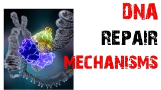 DNA repair mechanisms