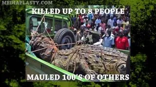 Giant Man Eating Crocodile caught in Uganda