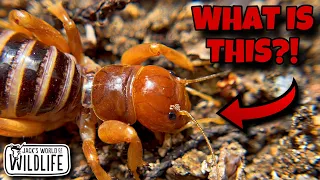 The STRANGEST Insect YOU'VE EVER SEEN!