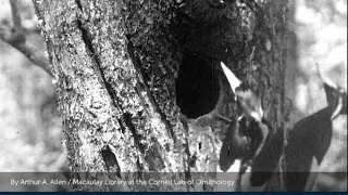 ivorybilled woodpecker only known footage