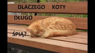 Dlaczego koty tak długo śpią?