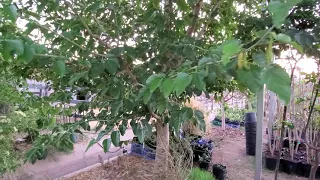 The most foolproof fruit tree every yard should have