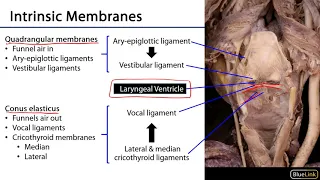 Respiratory - Laryngeal Membranes and Cavities