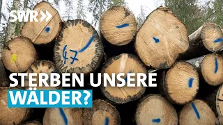 Unser Wald ist in Gefahr | Zur Sache! Baden-Württemberg