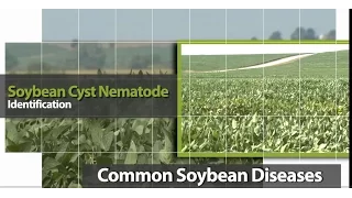 Identifying Soybean Cyst Nematode