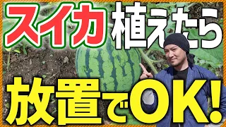 【スイカは実は簡単！】家庭菜園初心者でも簡単に栽培する方法