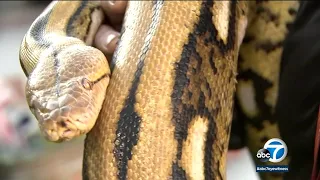 15-foot python named 'Big Mama' found after escaping from its cage in Chatsworth