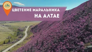 Цветение Маральника на Алтае. Где посмотреть? Когда поехать?