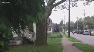 Loose dogs attack residents in west side neighborhood